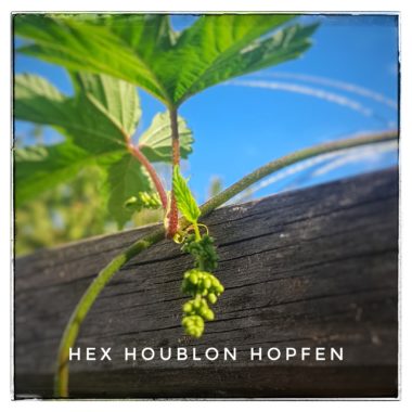 Houblon au Biergaren